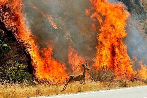 Животные в горящем лесу