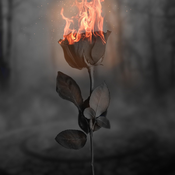 Роза в огне