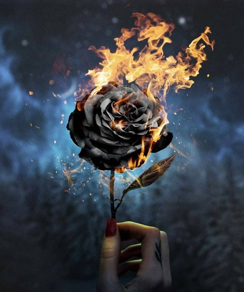 Горящая роза