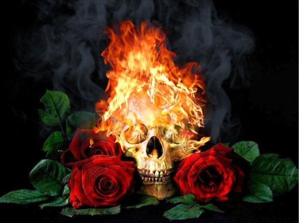 Роза в огне