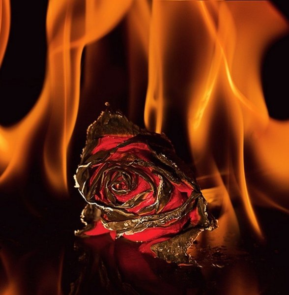 Роза горит