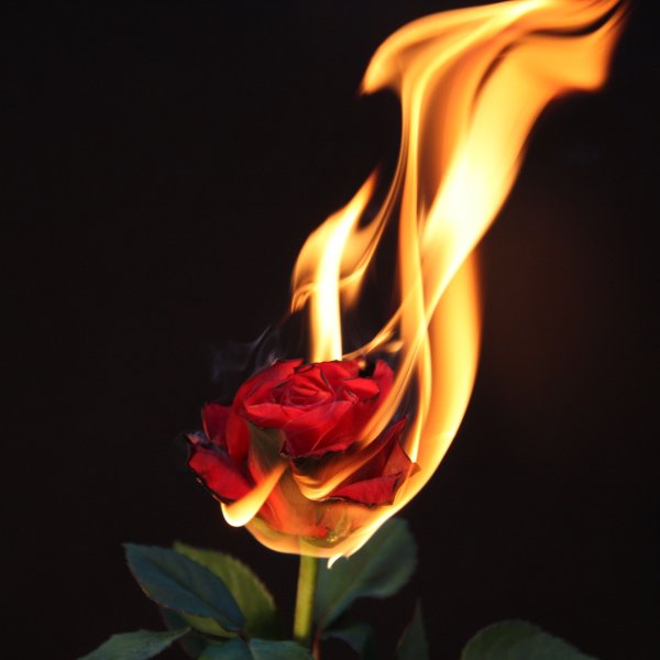 Огненная роза