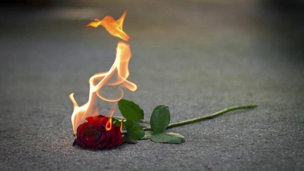 Цветок горит