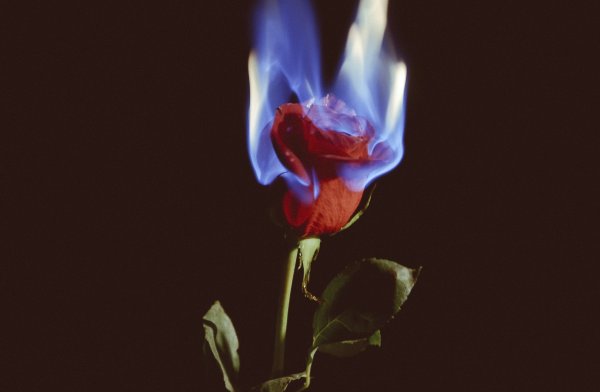 Горящие розы