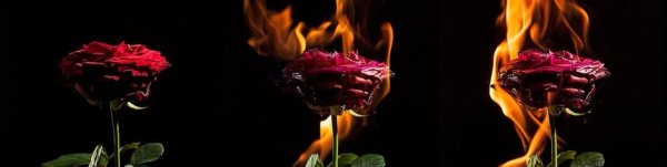 Цветы похожие на пламя