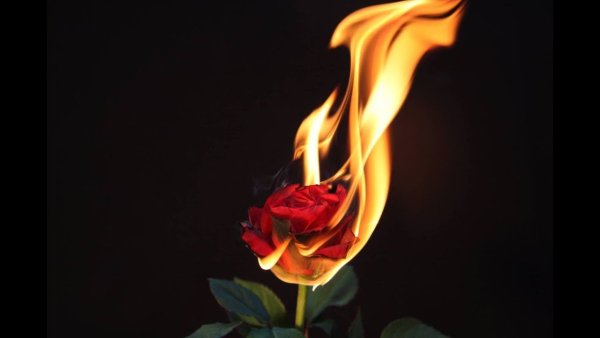 Горящая белая роза