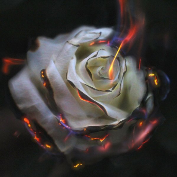 Подожженная роза