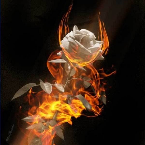Две розы в огне