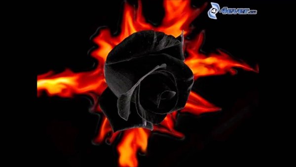 Огненные розы настоящие