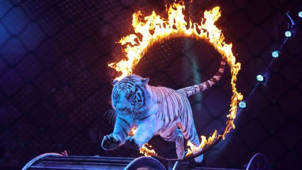 Цирк зажигает огни