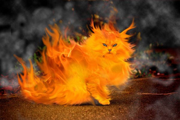 Огненная кошка