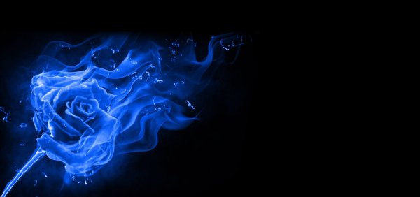 Синие розы и пламя