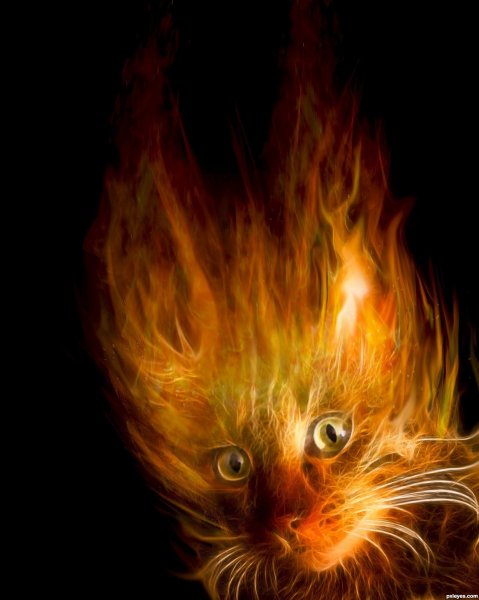 Коты Воители Огненный кот
