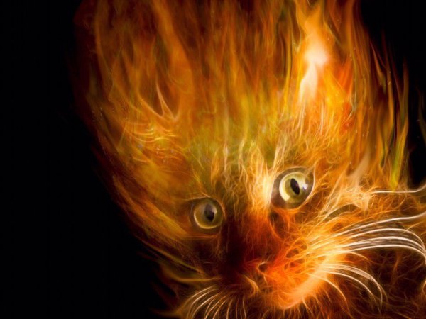Огненный котенок