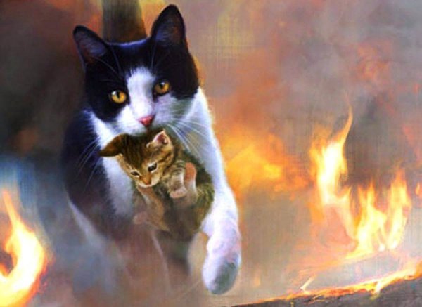 Коты в огне