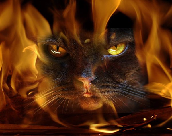 Кот с огненными глазами