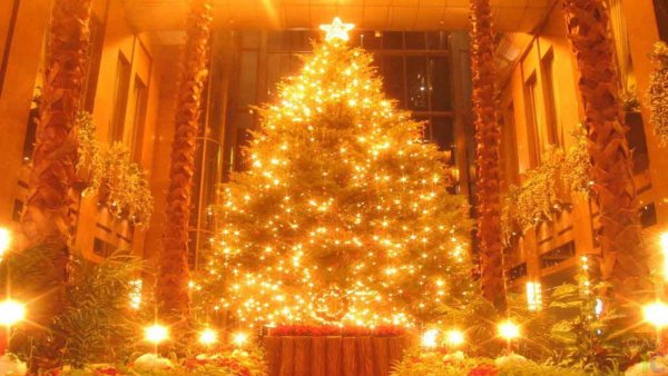 Елка в Огнях