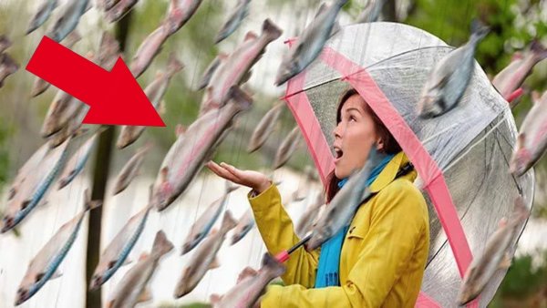 Дождь из рыбы