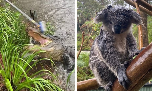 Ленивец под дождем