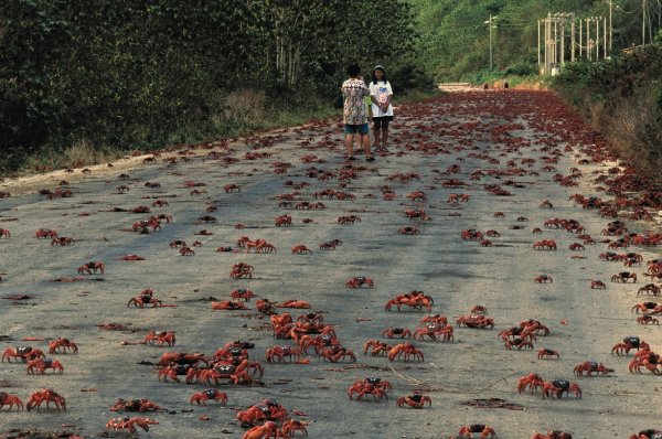 Миграция красных крабов остров Рождества