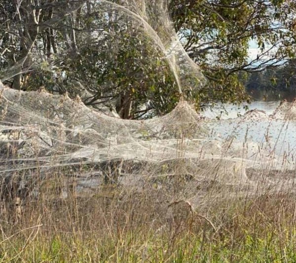 Австралия пауки Нашествие