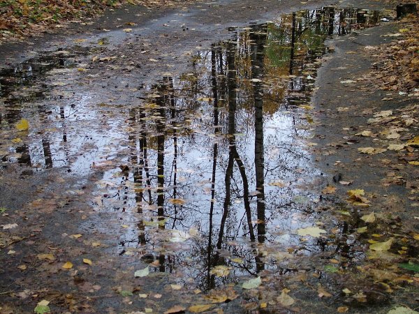 Осень дождь лужи