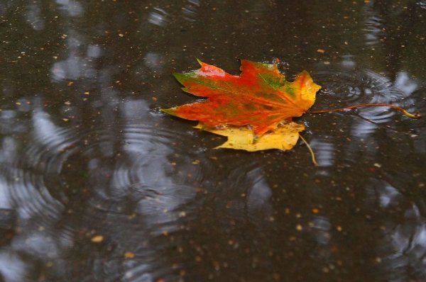Москва осень дождь
