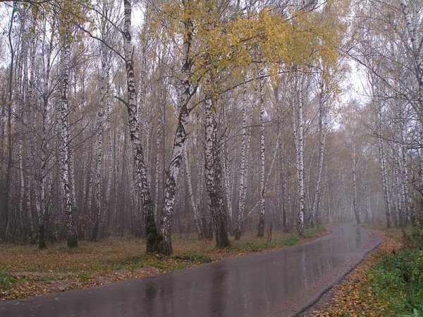 Осень дождь березы