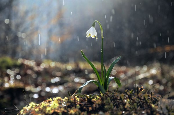 Дождь весной