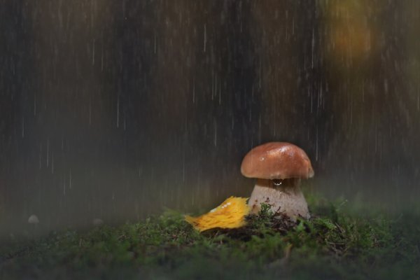 Грибной дождь в лесу