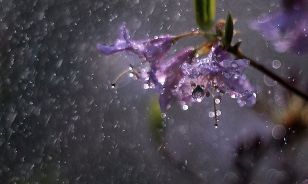 Растения под дождем