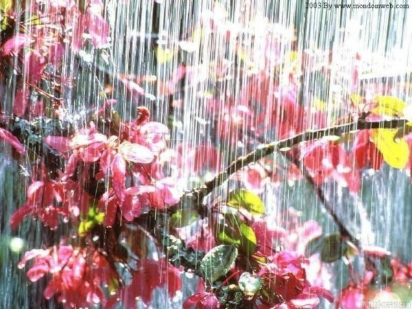 В дождь Цветущий сад