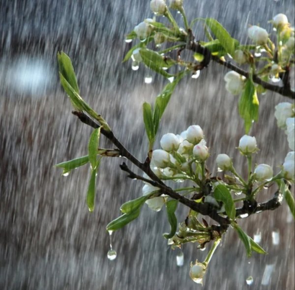 Дождь весной