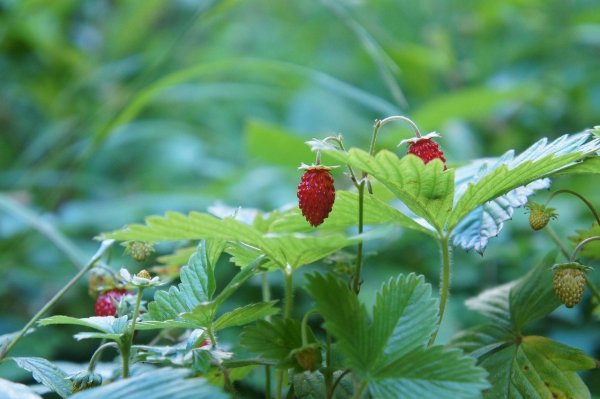 Прилистники земляники Лесной