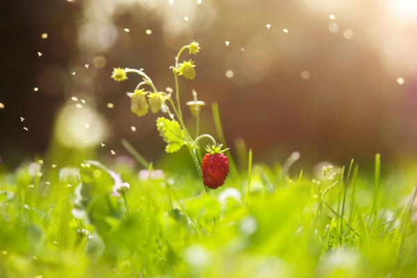 Лето земляника на солнце