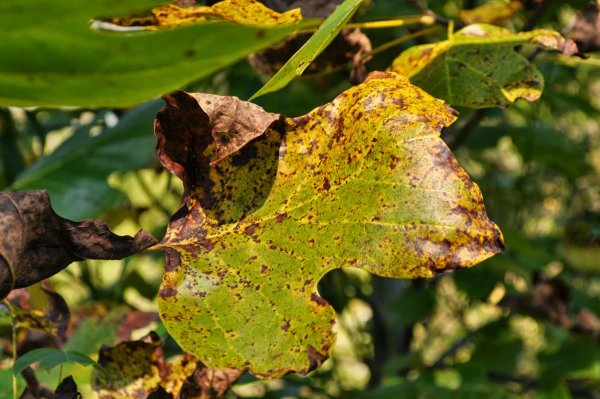 Кислотные дожди растения