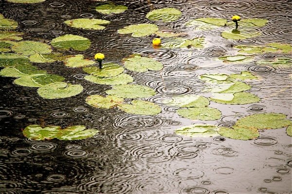 Кислотные дожди