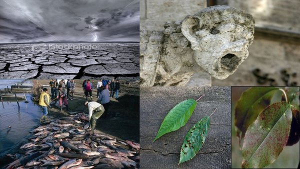 Последствия кислотных дождей