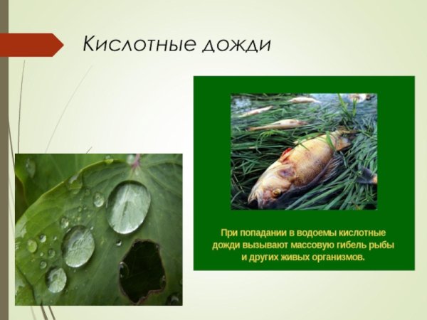 Кислотные дожди проект