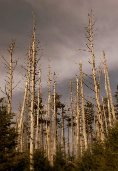 Кислотные осадки