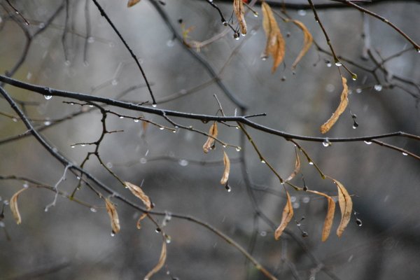 Ноябрь дождь