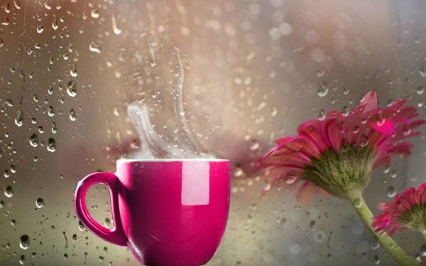 Цветы кофе дождь