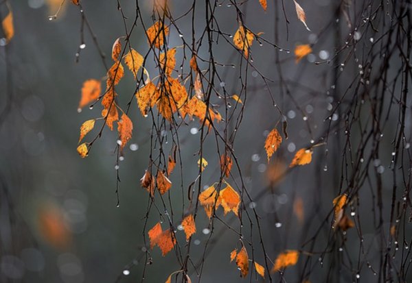 Доброе утро поздняя осень
