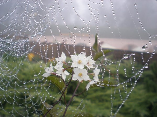 Паутина на цветке