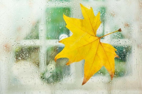 Осенний лист на мокром стекле