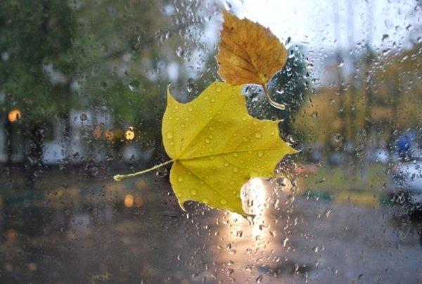 Осень листья на стекле