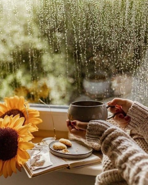 Сок стучится в окно