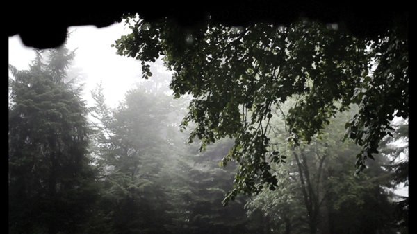 Эстетика дождя в лесу