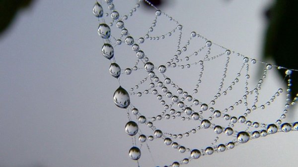 Роса на паутине