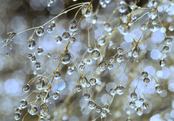 Роса на ветке